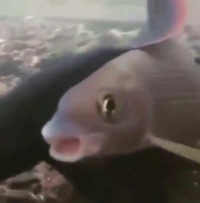 aaah aaah aaAAH AAAA-