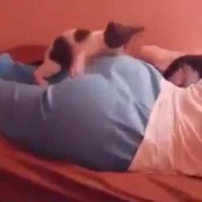 Bad kitty