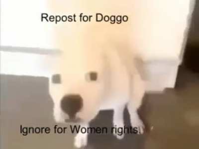 Repost! Doggo is more important