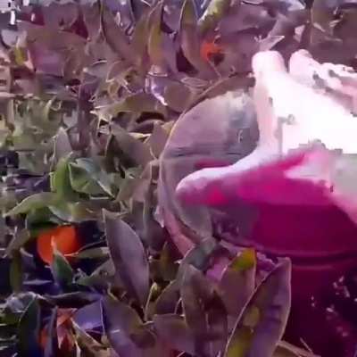 cursed_ball