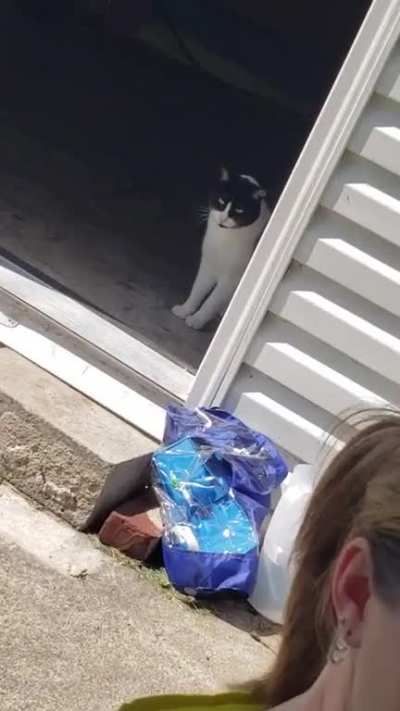 Our cat can't believe we've done this to him