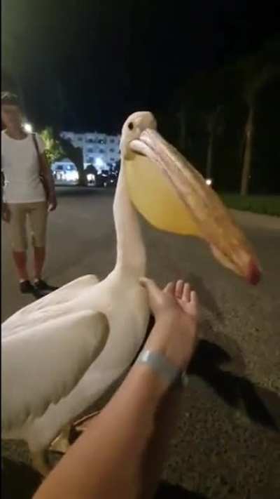 Pelican’t