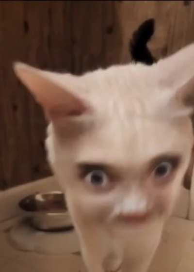 Catman