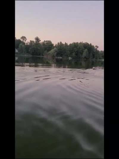Boaters in Wisconsin save a swimming bear with a plastic tub stuck on his head.