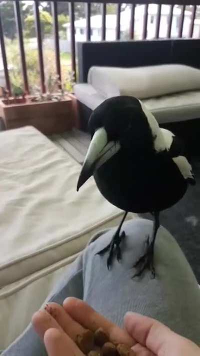For everyone who enjoyed the juvenile magpie, this is his dad Borris.