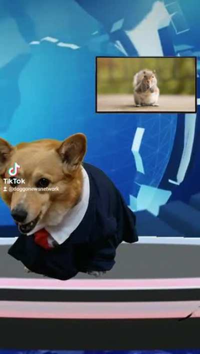Good news for good doggos