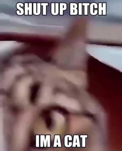 Deja ver al gato ctmr