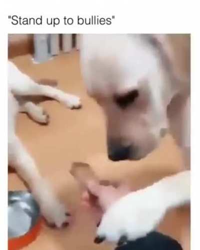Stand up to bullies