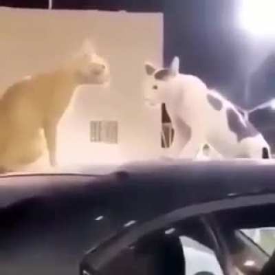 Thanks I'm scared of cats now