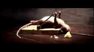 The Mouse Trap