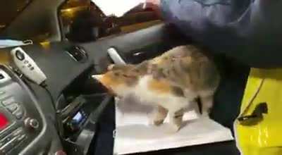 Smol criminal violently assaulting an officer on duty