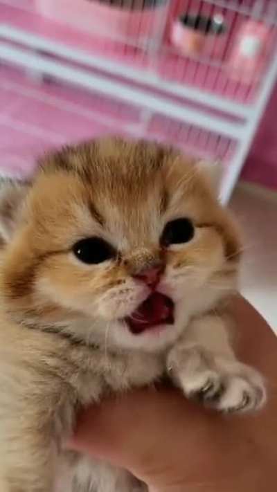 Roar!