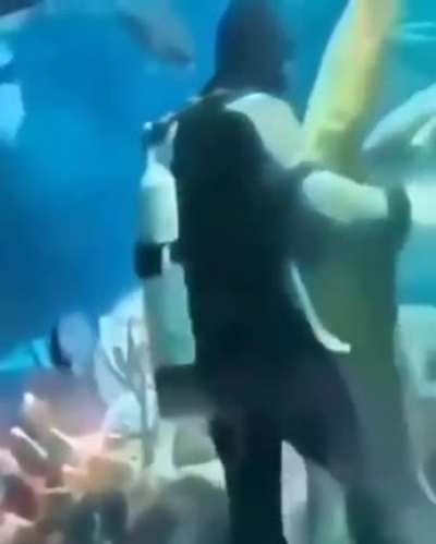 he makes sharks look like harmless fish