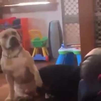 Dogs gonna dog