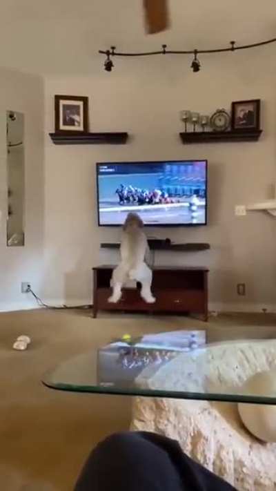 Just a dog watching a horse race