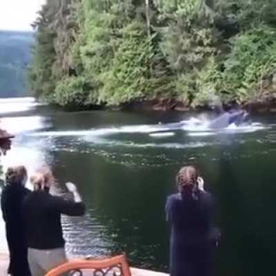 Whales in the back yard