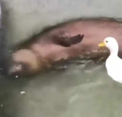 Brutal attack on capybara