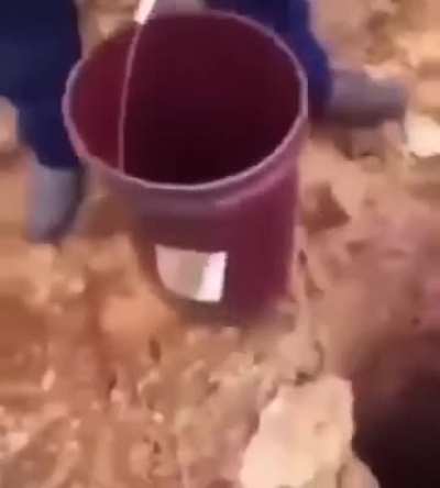 Cats are assholes 