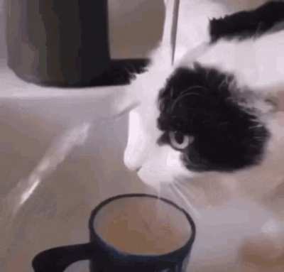 broken cat