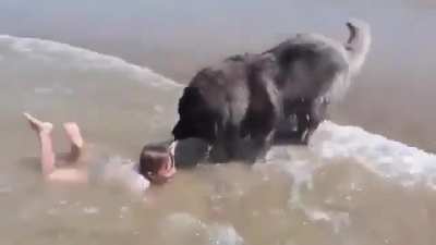 Dog protecting kid from the ocean