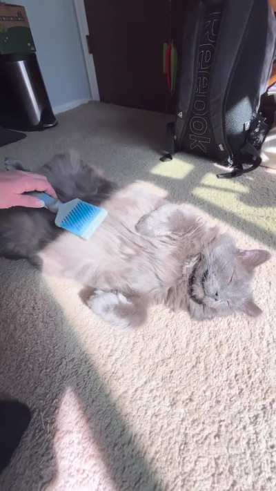 Rupert loves a silky, just brushed belly.