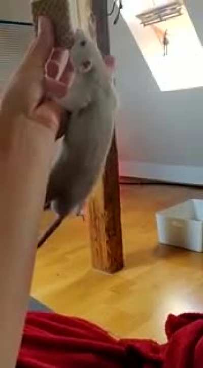 Popcorn would do anything for ice cream
