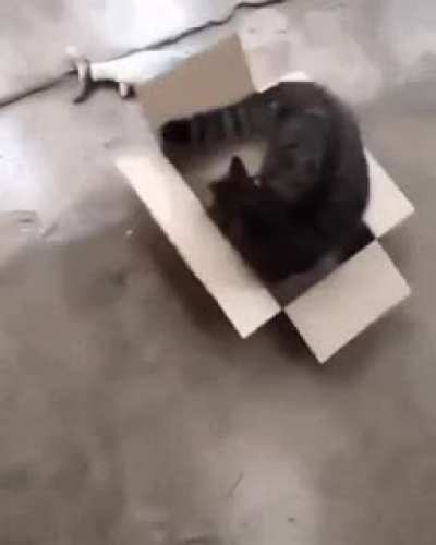 Catto know its priorities