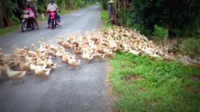 Blocking the road
