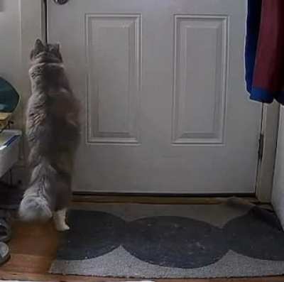 My cat stopped my landlord from entering without notice while I was at work