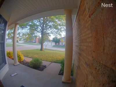ants tried to steal my mail