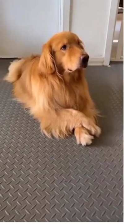 smart dog.