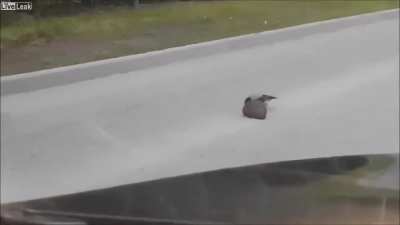 A bird explaining to a hedgehog crossing so it doesn’t die.