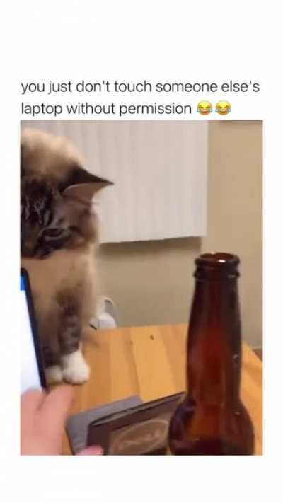 My cat be watching PawHub