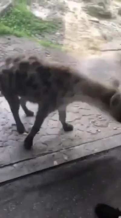 Look at him go