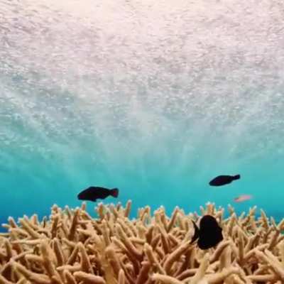 What It Looks Like Underwater When It's Raining On The Surface