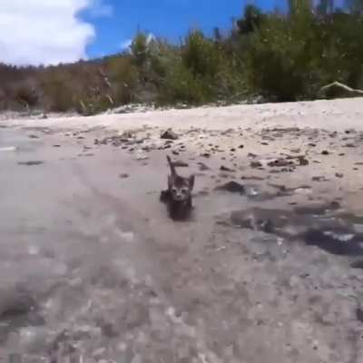 Meow_IRL