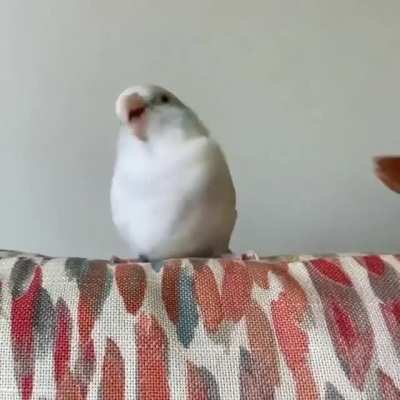 Wigglebirb