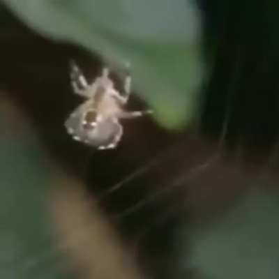 Spiders on drugs.