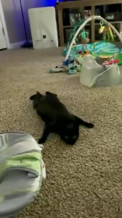 Gato ninja