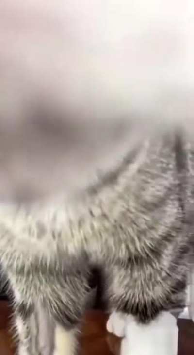 pussy