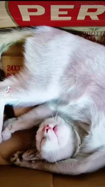 My kitten and her weird sleeping positions!