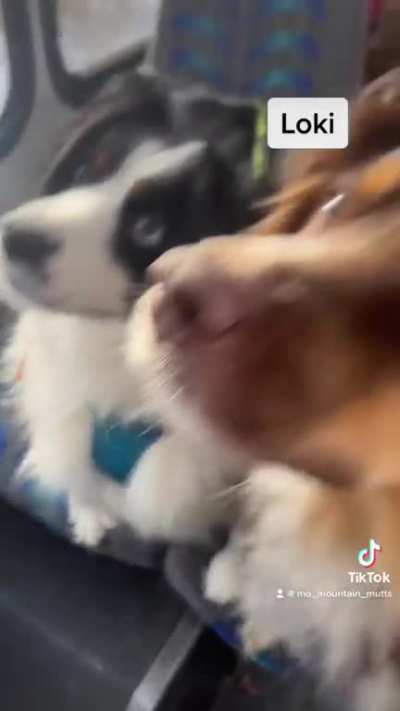 Bus full of dogs gets treats