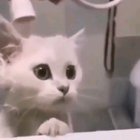 CaT fAlls tO tHeIr dEatH aNd sUffErS a PaInfuL dEaTh.