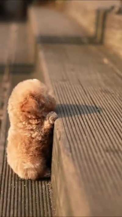 trying to get up the stairs