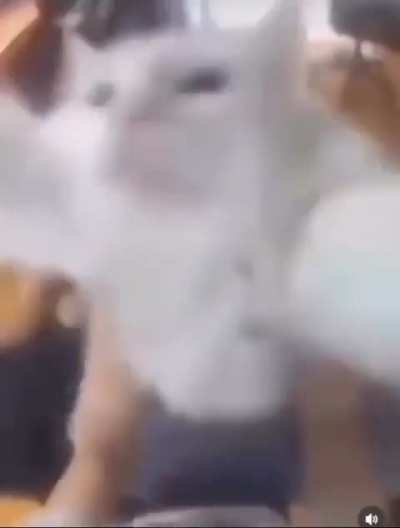 Gato
