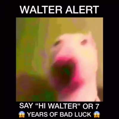 hi walter