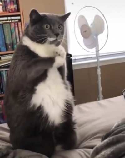 Котик