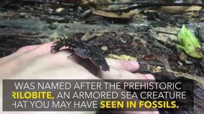 Insanely rare prehistoric beetle
