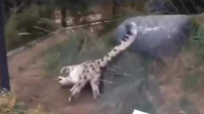 o gato quebrou