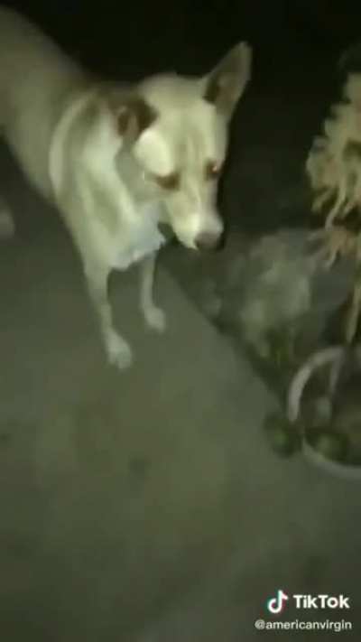 Today I am the human and you are the dog